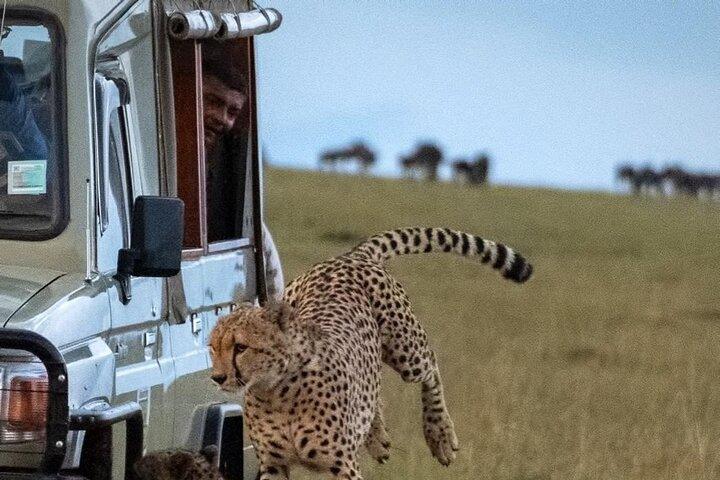 Safari privato di 5 giorni e 4 notti al Masai Mara e Nakuru, alta stagione