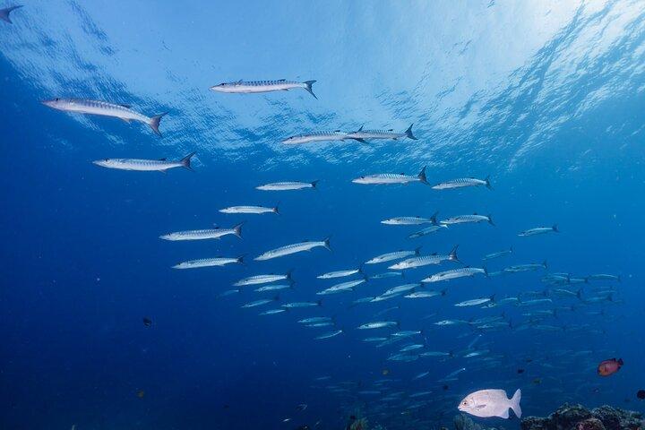 Liveaboard Snorkeling Similan 2 Days 1 Night from Khao Lak