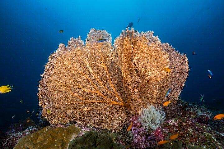 Liveaboard Snorkeling Similan 2 Days 1 Night from Khao Lak