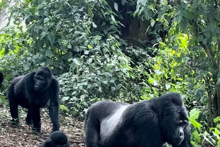 2 dages privat gorillasporing i Volcanoes National Park