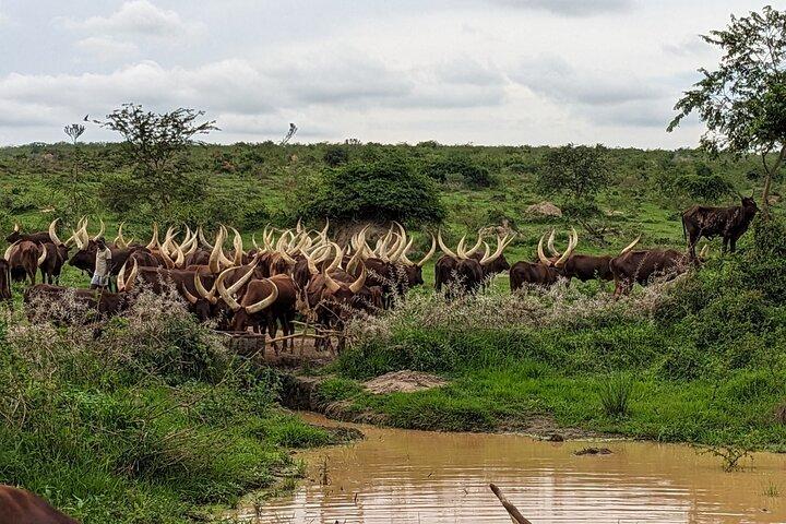 Safari Privado no Lago Mburo