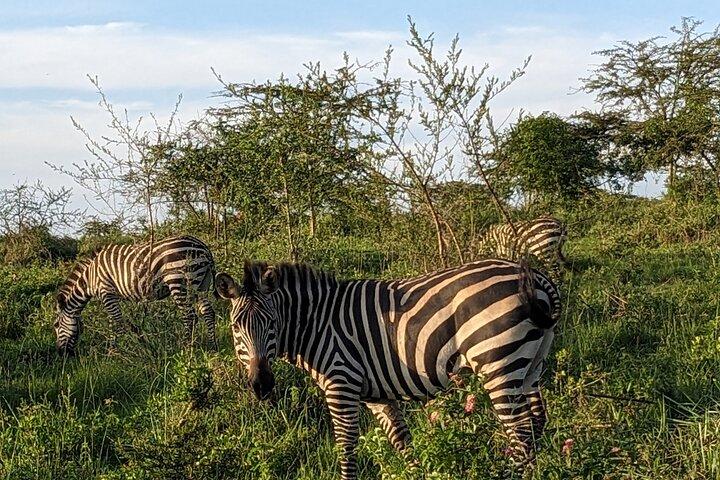 Safari Privado no Lago Mburo