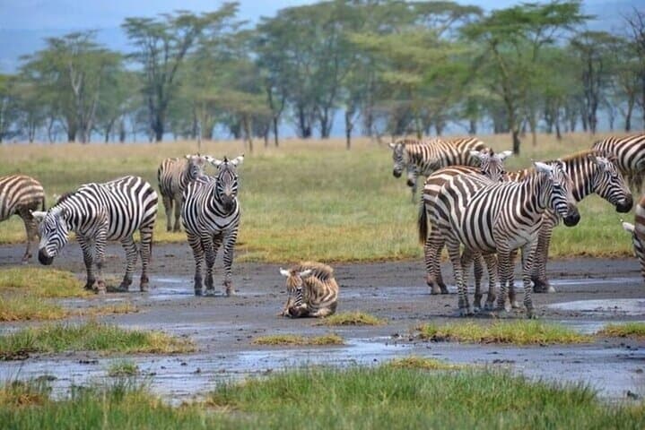 Lake Nakuru National Park Day Trip From Nairobi