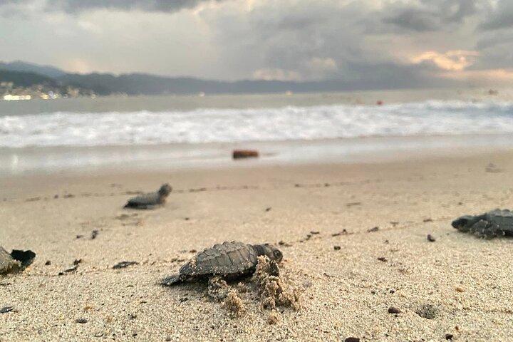 Conservation in Action rilascia le tartarughe marine a Puerto Vallarta