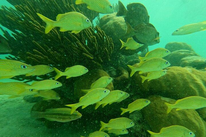 Cenote & Turtles Swim Tour! Avventura nella barriera corallina da Playa del Carmen