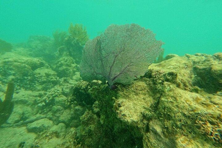 Tulum Ruins, Snorkeling with Turtles and Underground Caves