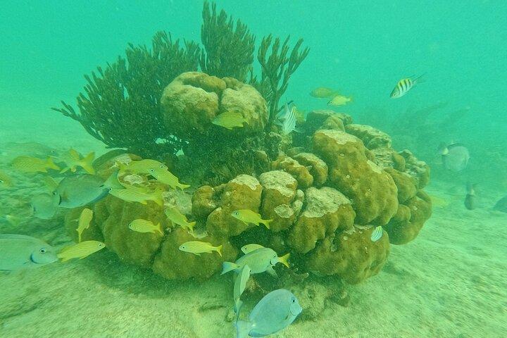 プラヤ デル カルメン発、トゥルム遺跡、カメ観光、セノーテ