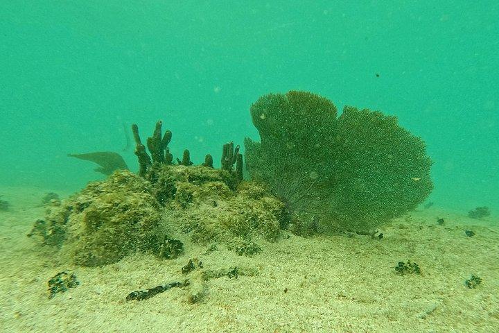 Tulum Ruins, Snorkeling with Turtles and Underground Caves
