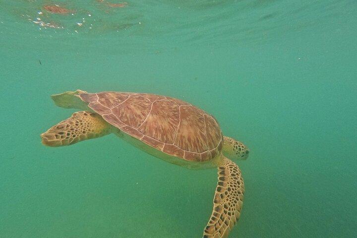 プラヤ デル カルメン発、トゥルム遺跡、カメ観光、セノーテ