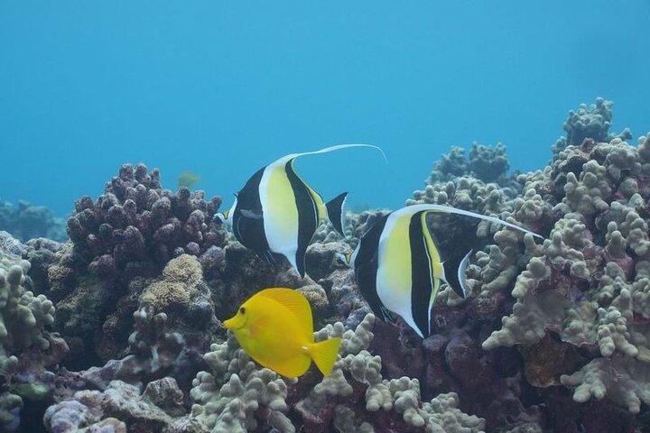 マウイ島 : モロキニ島とタートルズ島の豪華ヨットシュノーケル