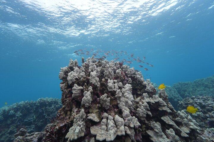 マウイ島 : モロキニ島とタートルズ島の豪華ヨットシュノーケル
