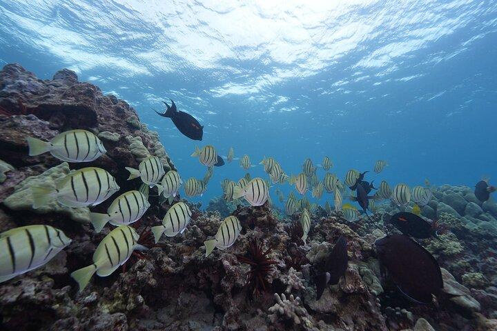 マウイ島 : モロキニ島とタートルズ島の豪華ヨットシュノーケル
