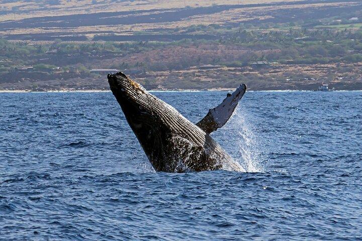 Osservazione stagionale delle megattere in piccoli gruppi a Kona