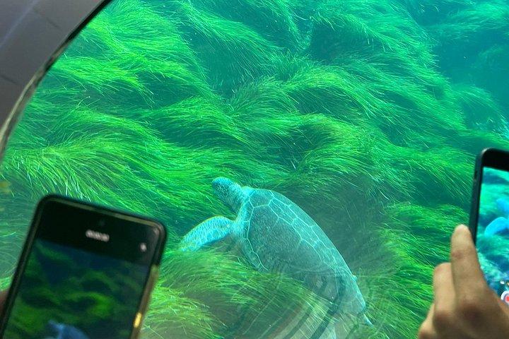 Atlantis Turtle Watching Cruise & Snorkelling Adventure