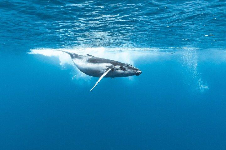 Excursión privada para observar y nadar con ballenas en Moorea
