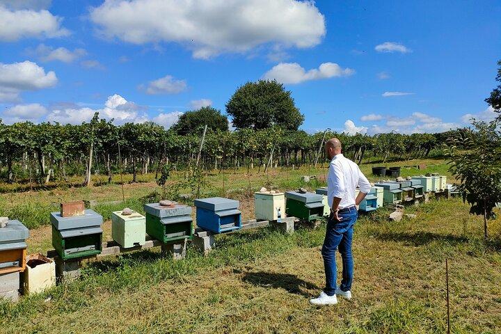 Visita a la granja apícola y experiencia de degustación en Lazise