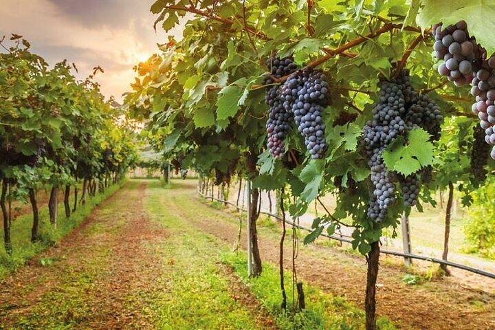 Speciale Chianti Middagwijntour vanuit Florence