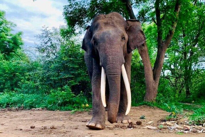 Udawalawe National Park Safari with Experienced Driver