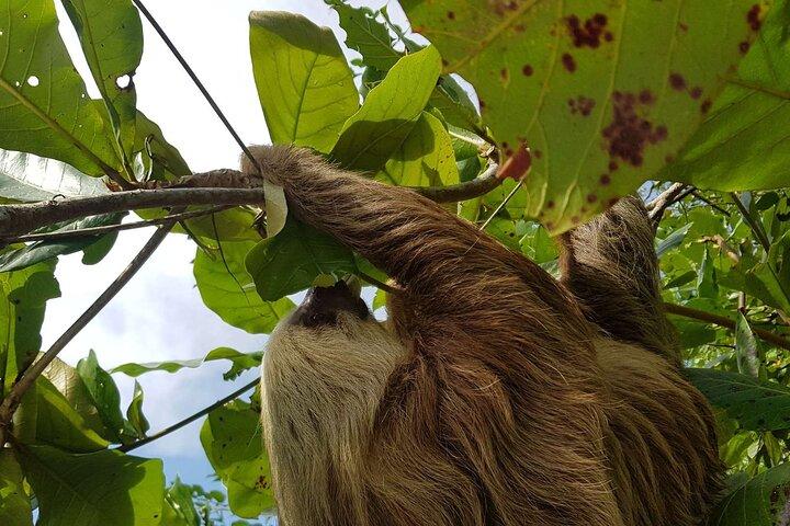 プエルト・リモン野生動物、カフイタ＆トルトゥゲロ運河の海岸小旅行