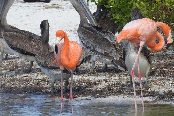 Holbox: 3 Island Private Boat Tour