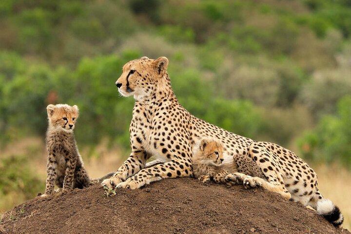 Full-Day Big 5 met lunch en ontbijt bij Aquila Safari Game Drive