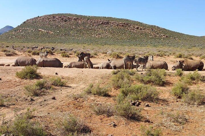 Full-Day Big 5 met lunch en ontbijt bij Aquila Safari Game Drive