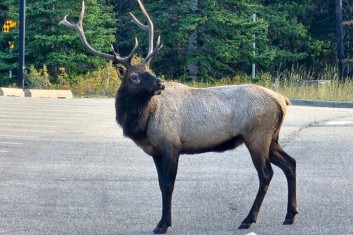Fuld dags privat tur til Banff/Yoho Moraine