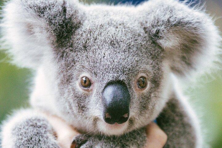 ドリームワールド・ゴールドコースト1-デイパス-スリル＆野生動物との出会い