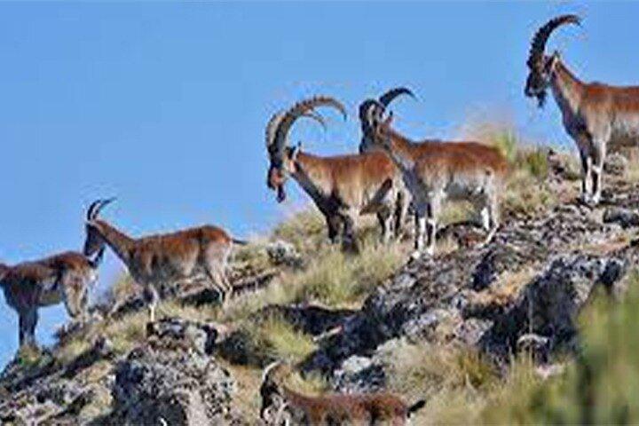 4-tägige Abenteuertour in Simien