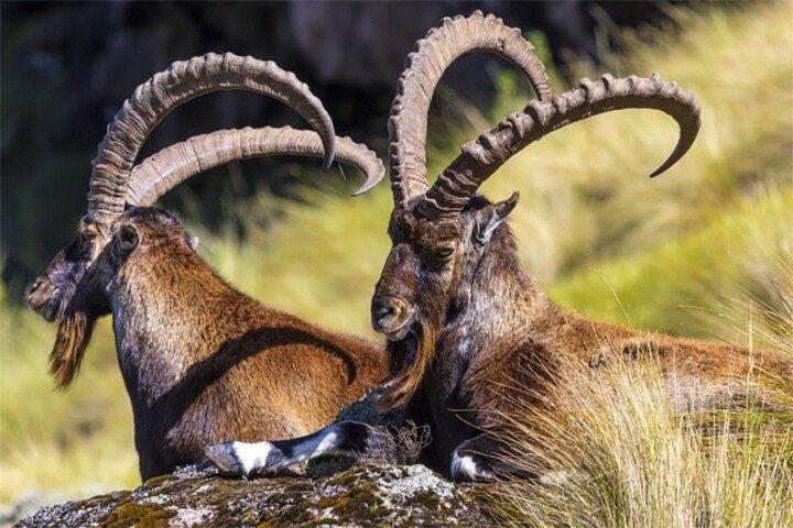4-tägige Abenteuertour in Simien