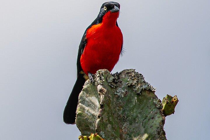 7 Tage Uganda Vogel- und Tierwelt