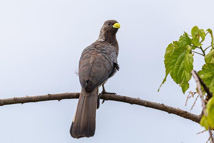 7 jours Ouganda Oiseautage et faune