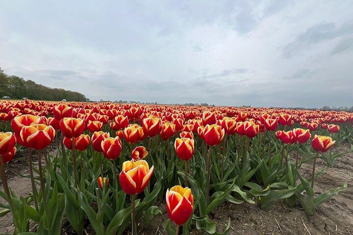 Privat tur til Keukenhof og Tulip Fields