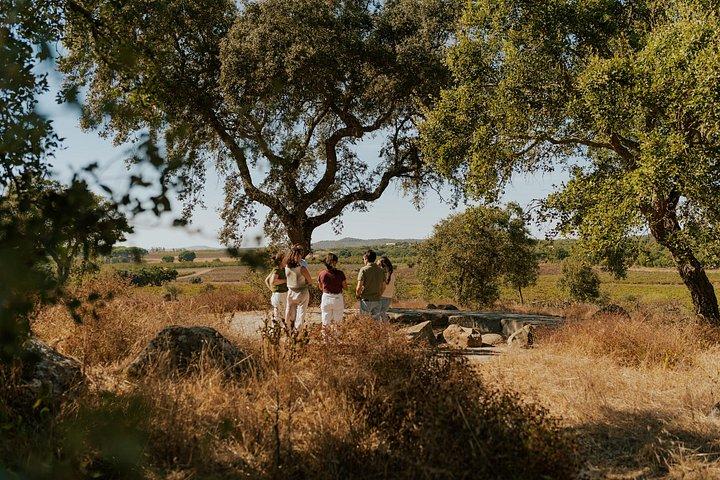Half Day Wine Tour Around Evora