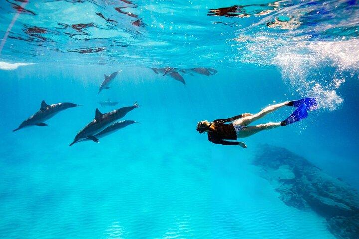 Nadar com Happy Dolphin 30 min e Transfer - Sharm El Shiekh