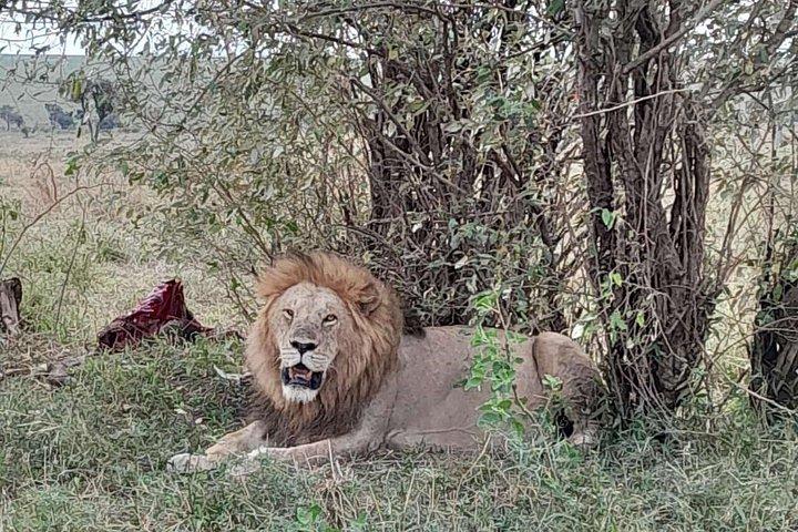 Excursion d'une journée à Maasai Mara au départ de Nairobi