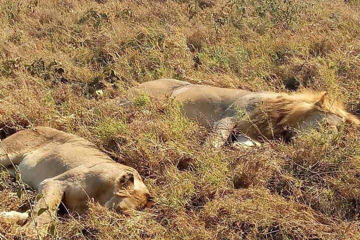 4 - Day Group Lodge Safari Tarangire, Serengeti, Ngorongoro