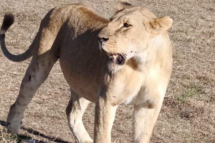 Excursion d'une journée à Maasai Mara au départ de Nairobi