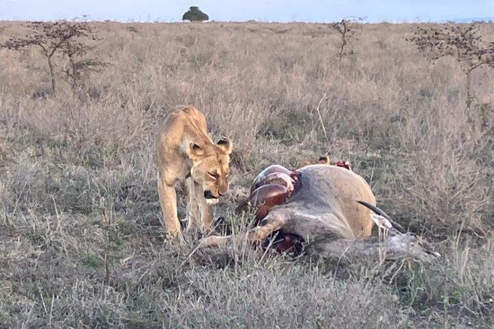 Excursion d'une journée à Maasai Mara au départ de Nairobi