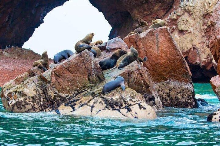 1-daagse tour door de Ballestas-eilanden en het nationale reservaat Paracas