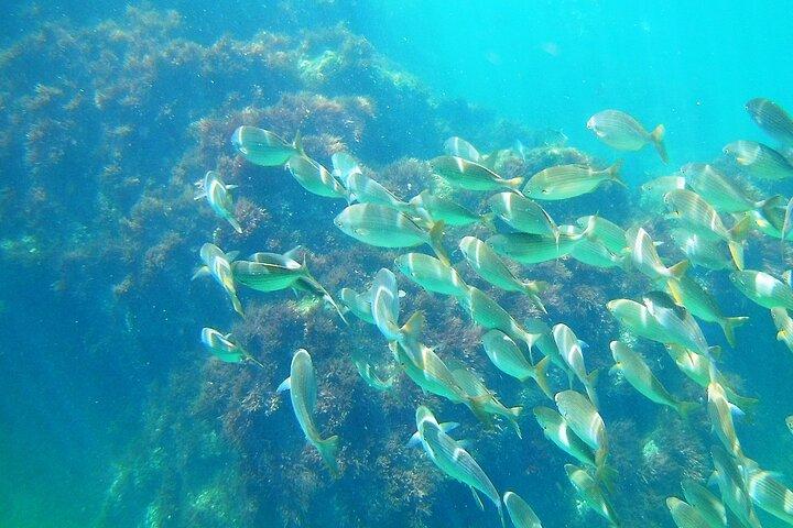 Berlengas Island Catamaran Tour + Snorkling