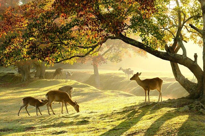 Nara Highlights Visite privée avec chauffeur local (option Guide)