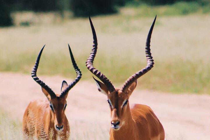 6 Días Safari Privado Tarangire, Serengeti y cráter Ngorongoro