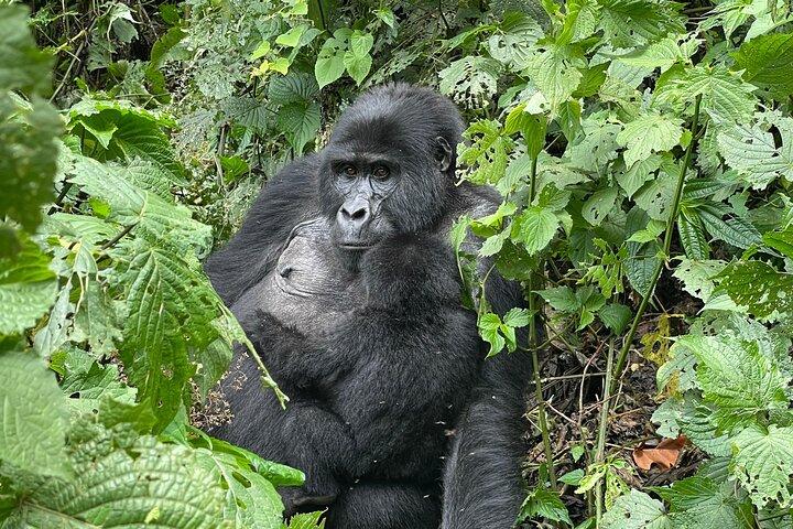 6 Bwindi Gorilla trekking à Ouganda-Rwanda