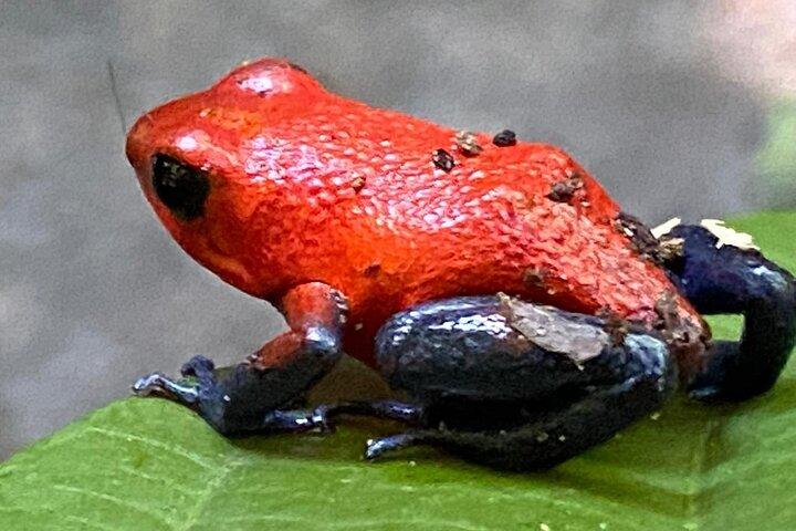 Private Tour zur Río Celeste-Wanderung und Aromen von Costa Rica