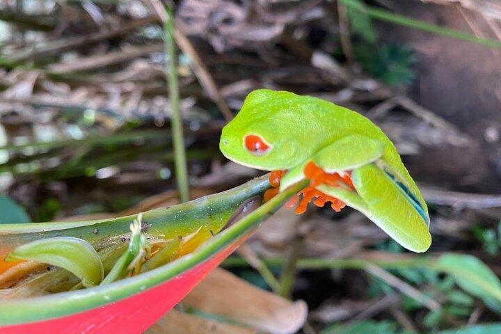 Private Tour zur Río Celeste-Wanderung und Aromen von Costa Rica