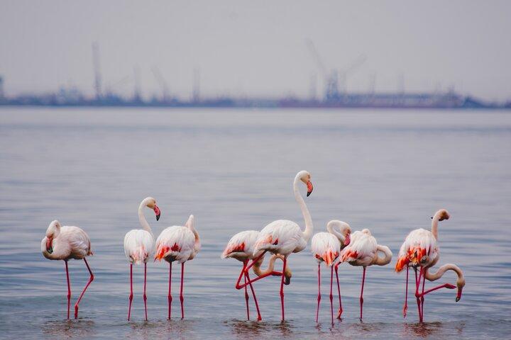 Birding Tours a Walvisbay e dintorni