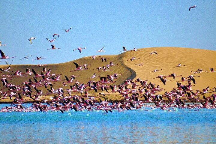 Birding Tours a Walvisbay e dintorni