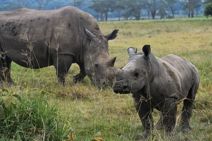 Best of 7 Days Magical Kenya Safari
