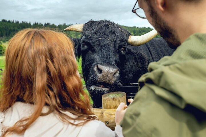 Pelosi Coos e Highland Views: una fuga di breve giorno da Edimburgo